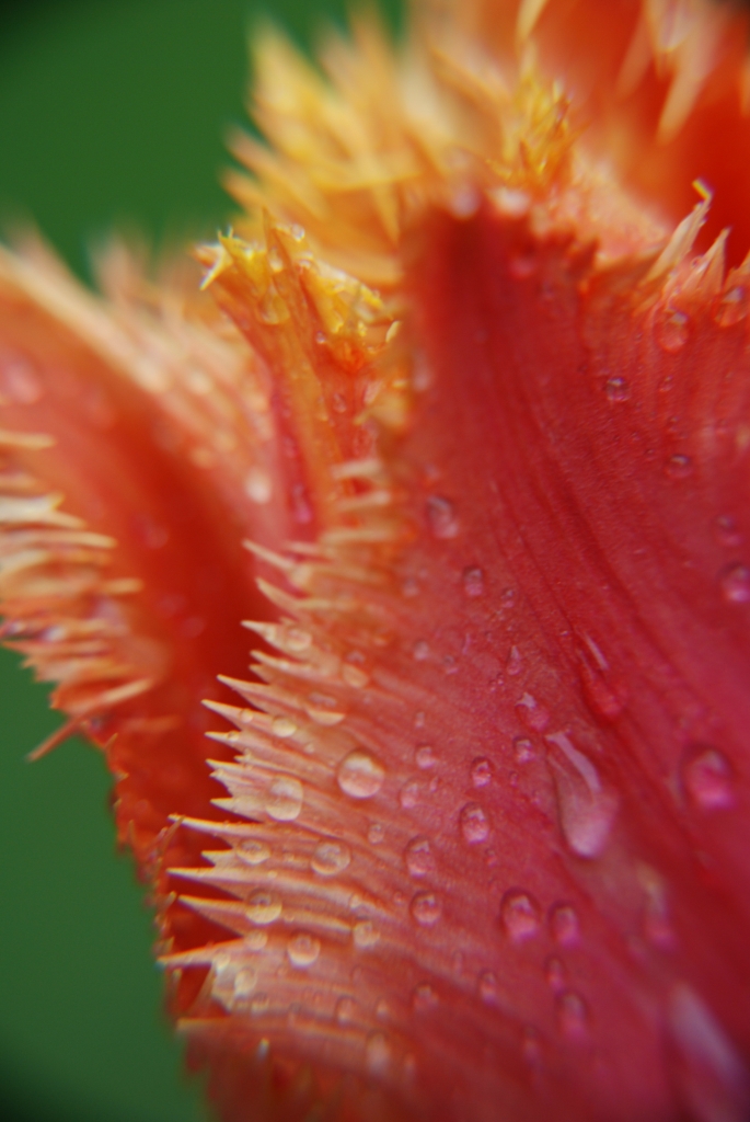 Tulipán po dešti