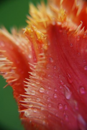 Půvaby květin - Tulipán po dešti
