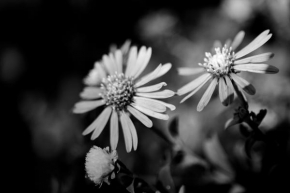Černobíle… - Květina
