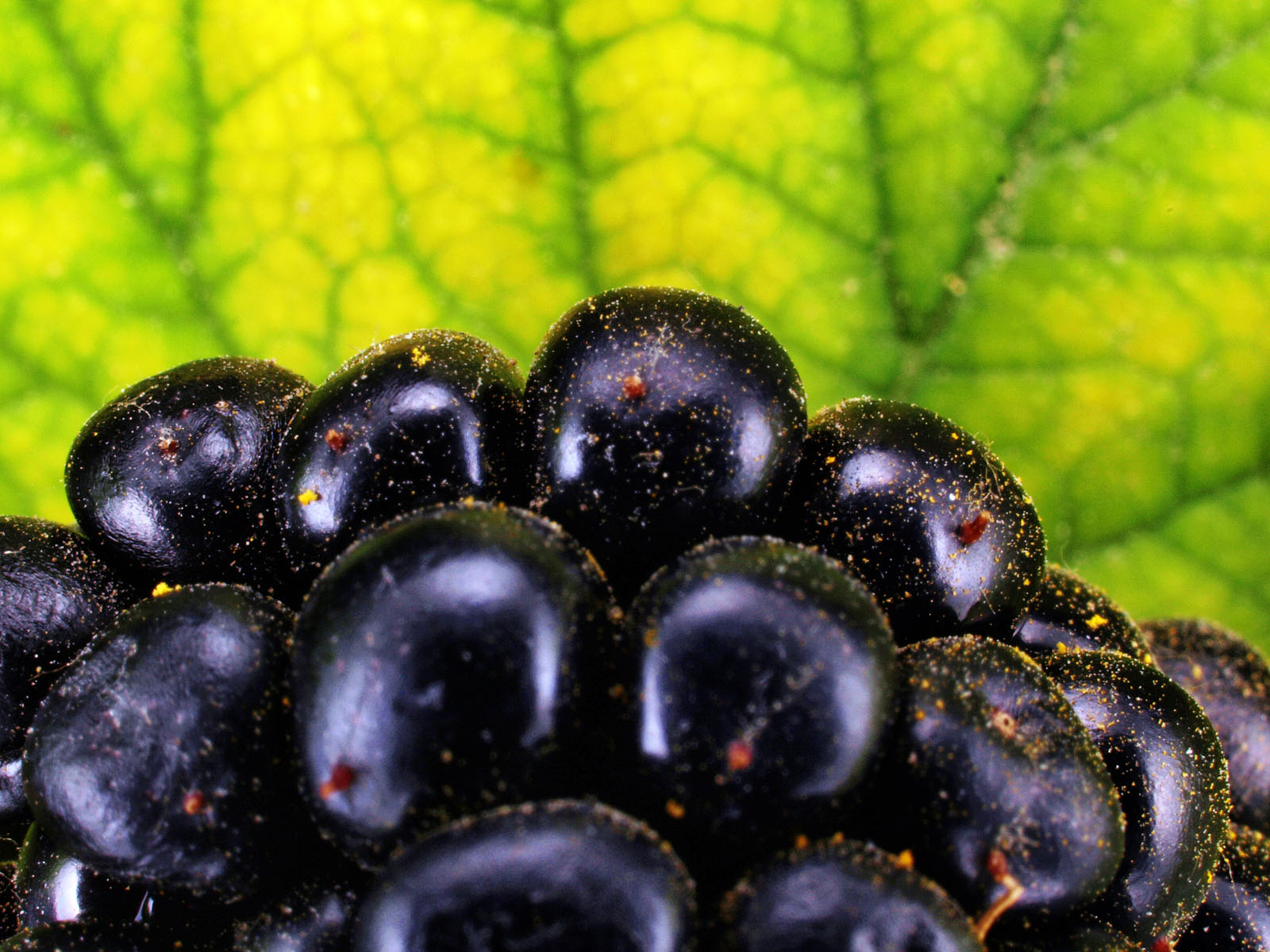 Cernica, blackberry