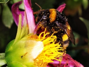 Makrofotografie - Cmeliak, bumblebee
