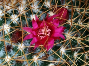 Makrofotografie - Kaktus, cactus