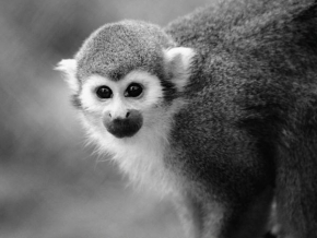 Černobíle… - Opica, monkey