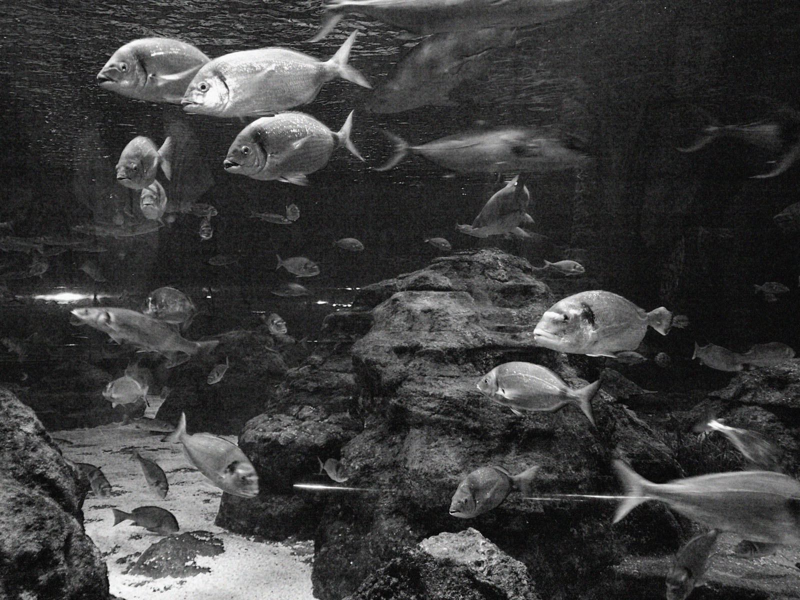 Akvarium, aquarium