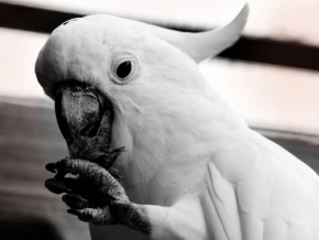 Černobíle… - Papagaj, parrot