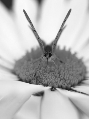Černobíle… - Motýl