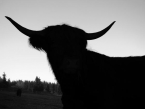 Černobíle… - Fotograf roku - junior - HIGHLAND COW
