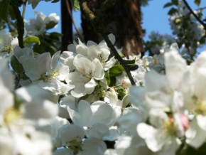 Půvaby květin - Květy jabloní
