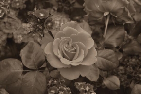 Černobíle… - Růže
