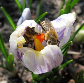 Makrofotografie - Včely