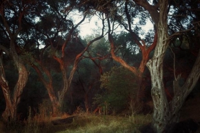 Stromy - Olive Trees, Sunset
