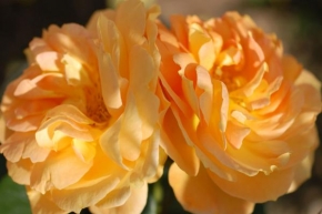 Půvaby květin - Celá oranžová