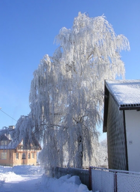 Kouzlení zimy - Zmrzlý stromopád