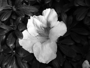 Černobíle… - Květ nevinnosti