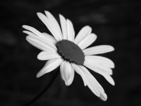 Černobíle… - Osamělá kráska
