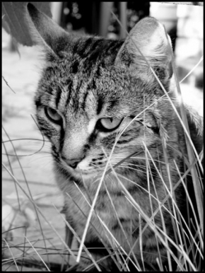 Černobíle… - Kočička