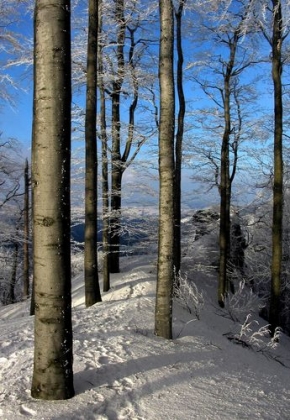 Kouzlení zimy - Stromořadí