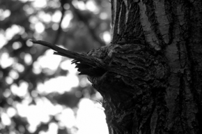 Černobíle… - Strom