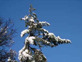 Kouzlení zimy - Stromeček
