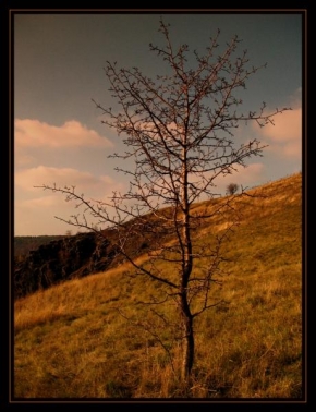 Kristýna Berbrová - Strom v krajině