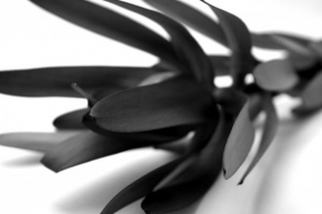 Černobíle… - Black Flower