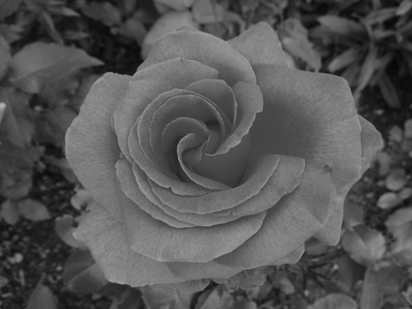 Černobílá růže