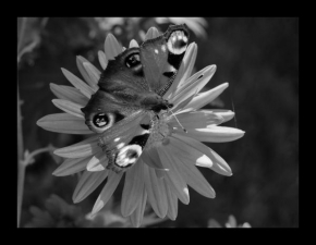 Černobíle… - Motýlik