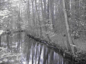 Černobíle… - Lesní cestička podél vody