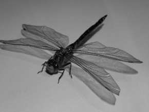 Černobíle… - Na křídlech vážky