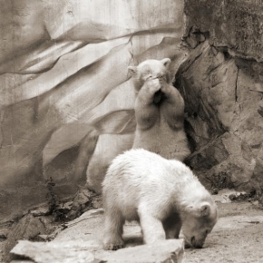 Jitka Janská - Bears