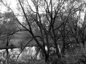 Černobíle… - Stromy u řeky