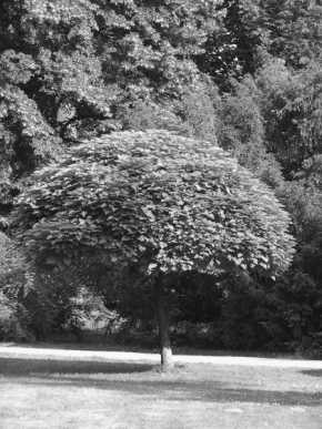 Černobíle… - Stromeček