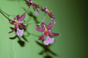 Půvaby květin - Orchidei