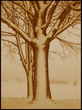 Kouzlení zimy - Duch stromu