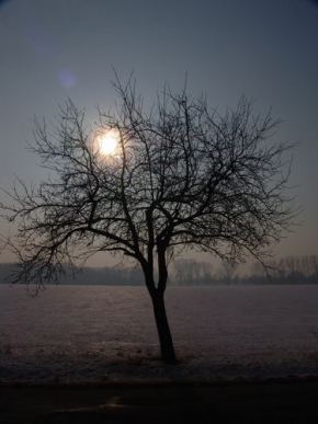 Kouzlení zimy - Stromek