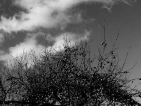 Černobíle… - Strom s ovocem