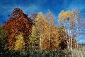 Stromy - Barvičky podzimu 2005