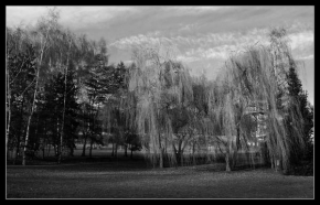 Černobíle… - Stromy