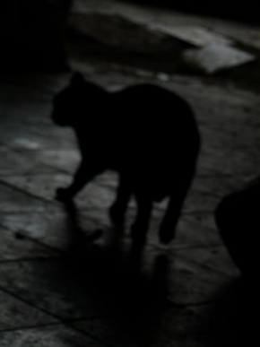 Po setmění - Fotograf roku - junior - Černá kočka