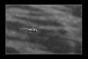Černobíle… - Vážka v letu