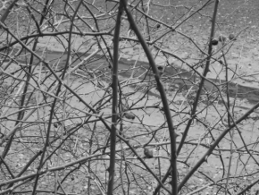 Černobíle… - Za ostnatým plotem