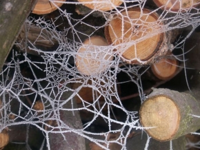 Kouzlení zimy - Pavoučí záclona