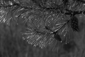 Černobíle… - Po daždi