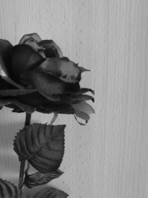 Černobíle… - Růže