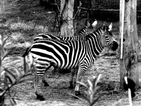Černobíle… - Zebry