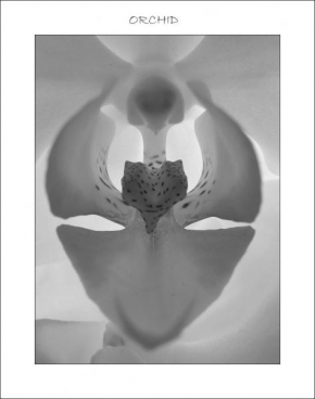 Černobíle… - Orchid
