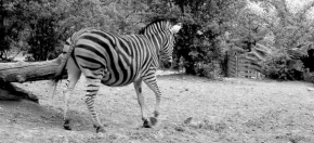 Černobíle… - Zebra