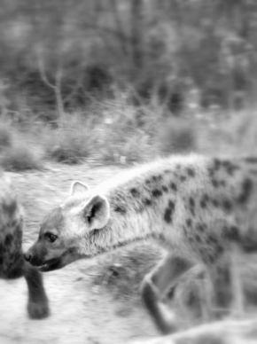 Černobíle… - Hyena skvrnitá