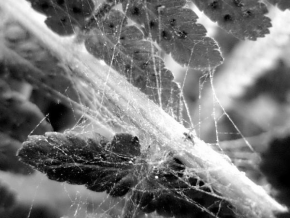 Černobíle… - Pavoučí aréna