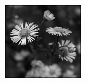 Černobíle… - Něžná krása květů